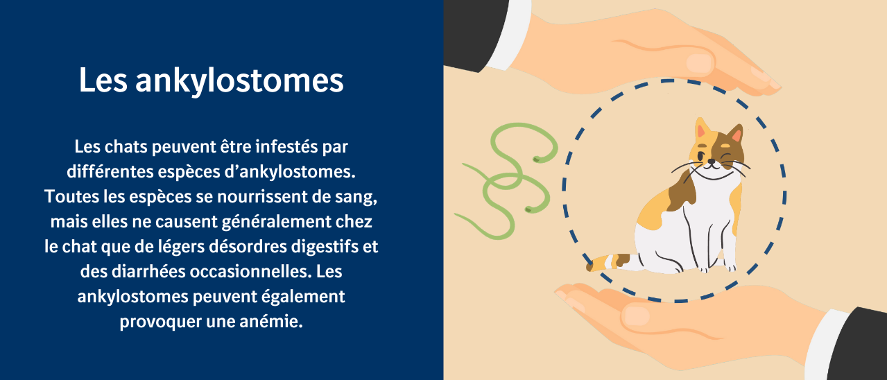 Parasites du chat dites non aux invités indésirables Boehringer — free download